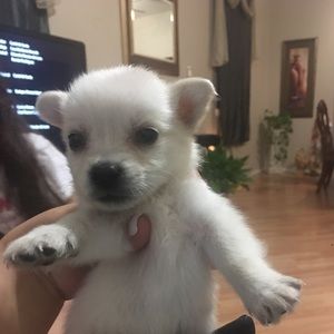 Meet your Posher, Lilly